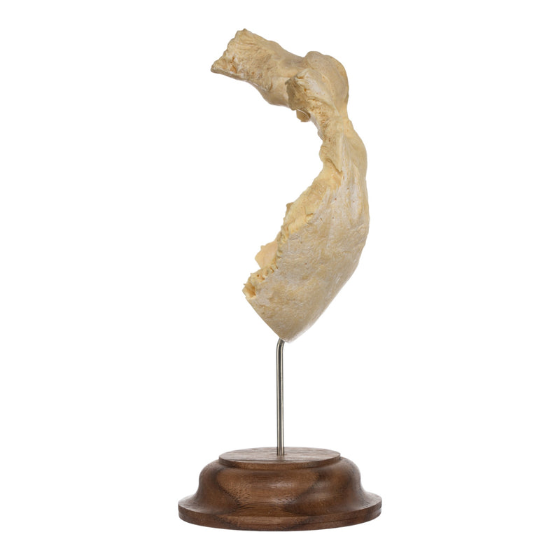 Real Human Occipital Bone on Stand