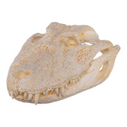 Replica Broad-snouted Caiman Skull