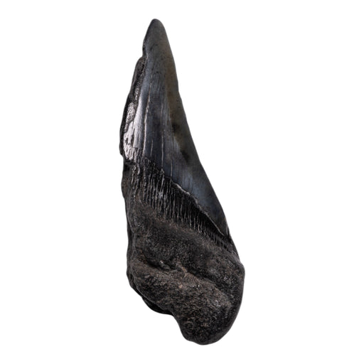Real Megalodon Tooth - Half
