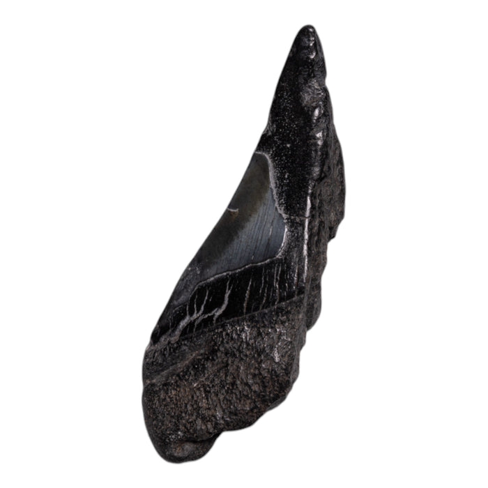 Real Megalodon Tooth - Half