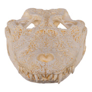 Replica Broad-snouted Caiman Skull