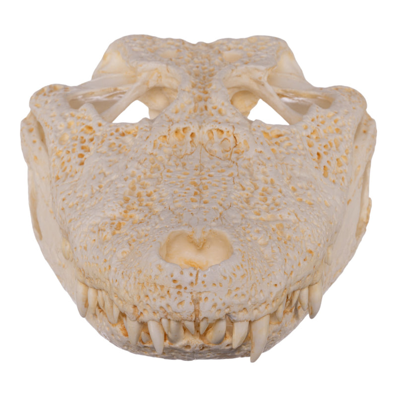 Replica Broad-snouted Caiman Skull