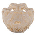 Replica Broad-snouted Caiman Skull