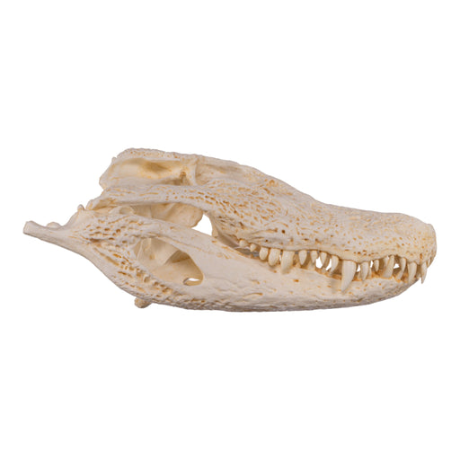 Replica Broad-snouted Caiman Skull
