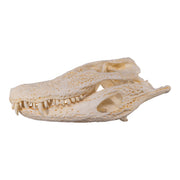 Replica Broad-snouted Caiman Skull