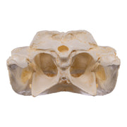 Replica Broad-snouted Caiman Skull