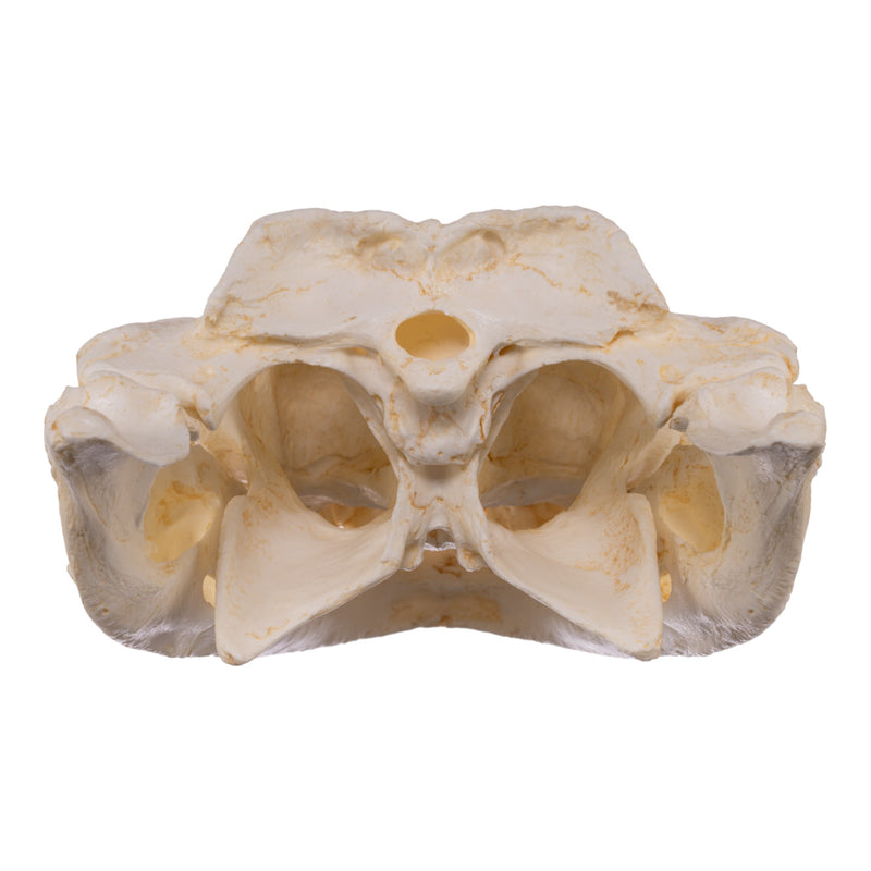 Replica Broad-snouted Caiman Skull