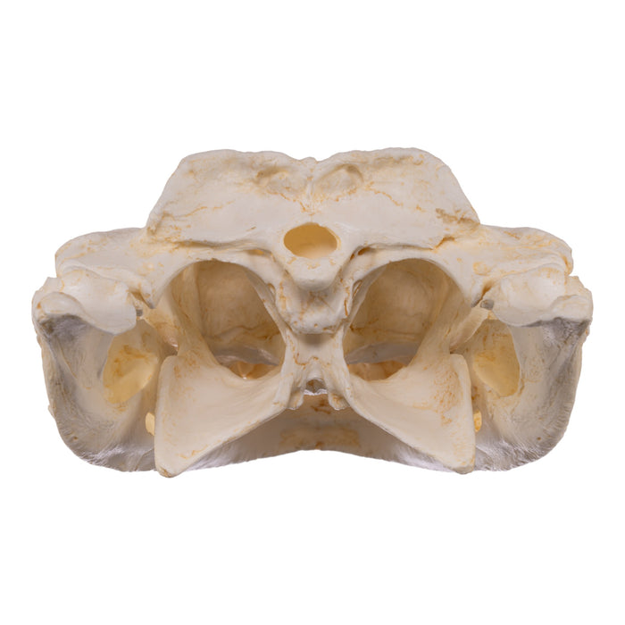 Replica Broad-snouted Caiman Skull