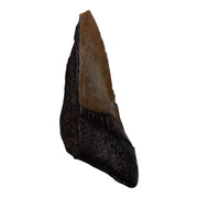 Real Megalodon Tooth - Half