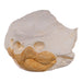 Replica Alligator Snapping Turtle Skull