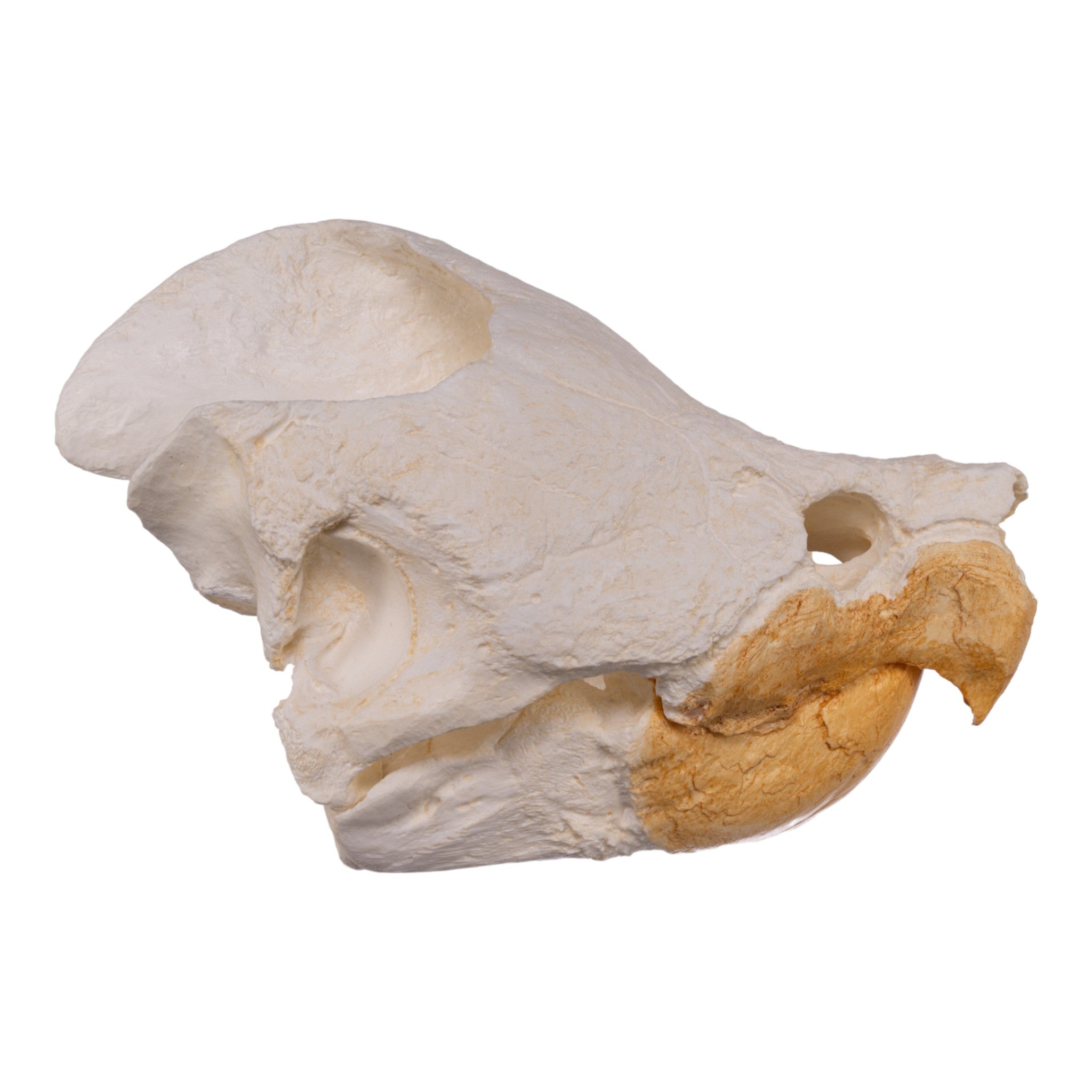 ワニガメ（Alligator snapping turtle）頭骨 ☆即納☆ ワニガメ（Alligator snapping turtle）頭骨 ☆ - 頭骨・骨格