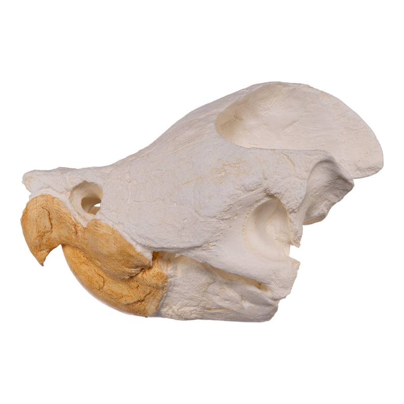 Replica Alligator Snapping Turtle Skull