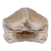 Replica Alligator Snapping Turtle Skull