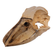 Replica Boat-billed Heron Skull