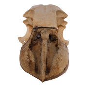 Replica Boat-billed Heron Skull