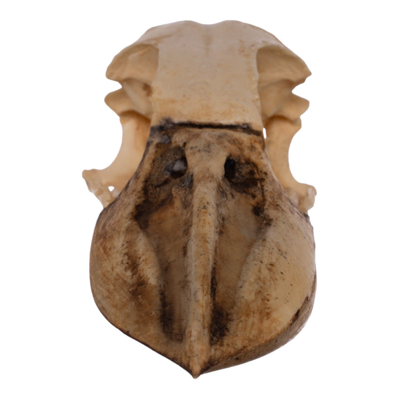 Replica Boat-billed Heron Skull