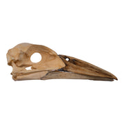 Replica Boat-billed Heron Skull