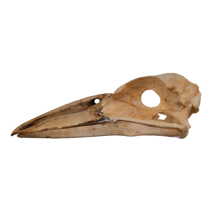 Replica Boat-billed Heron Skull