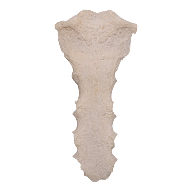 Real Human Sternum