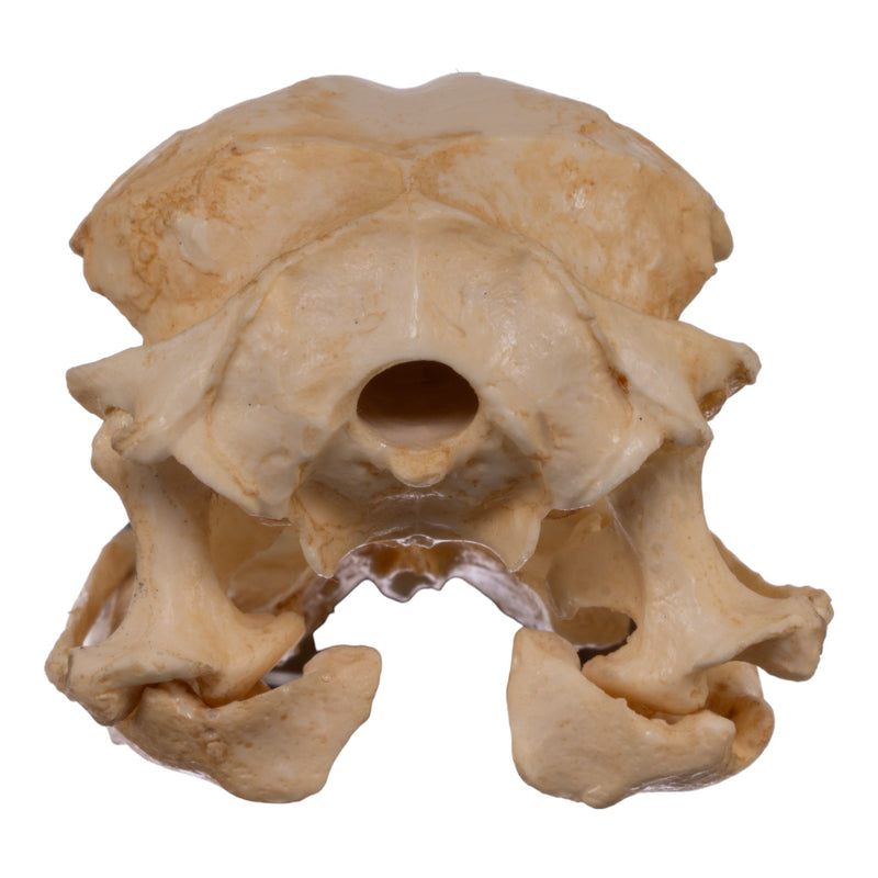 Replica Boat-billed Heron Skull