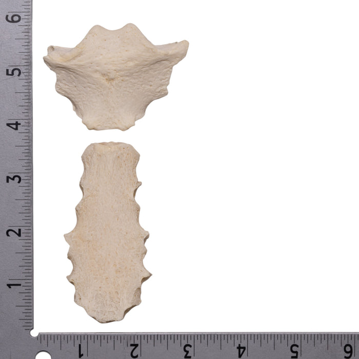 Real Human Sternum