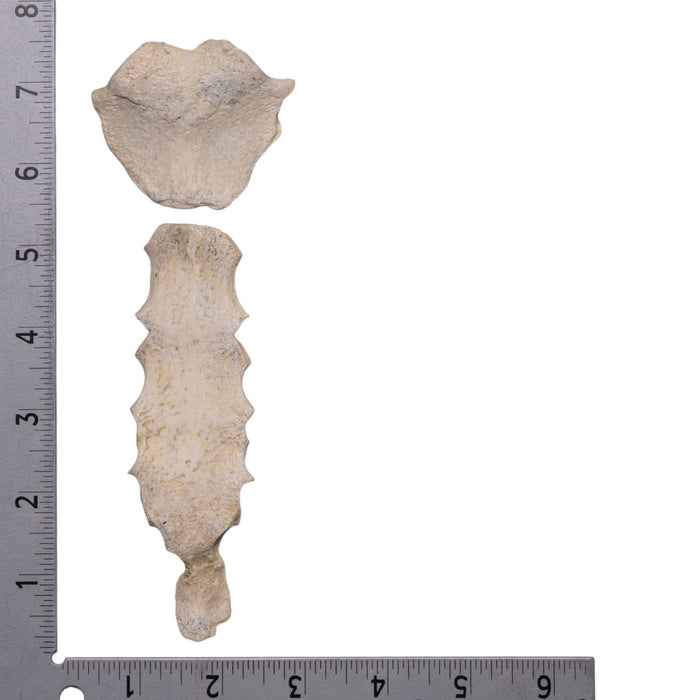 Real Human Sternum