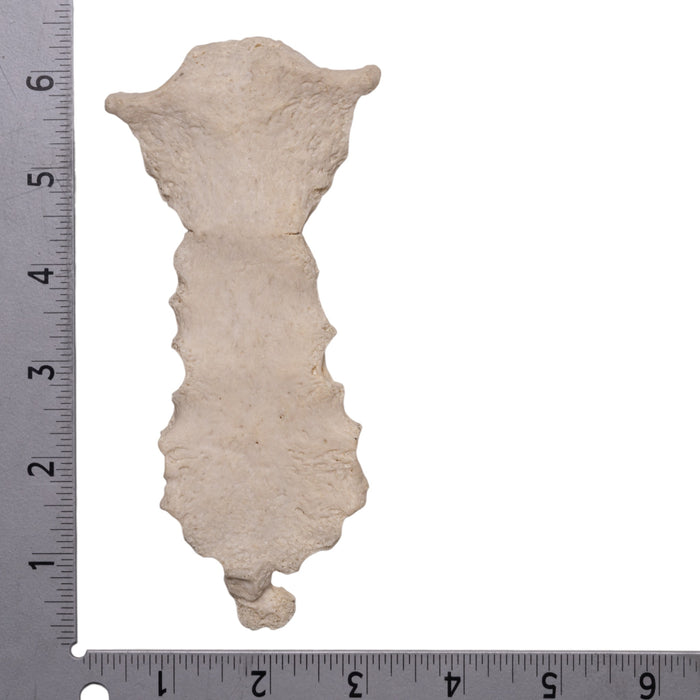 Real Human Sternum