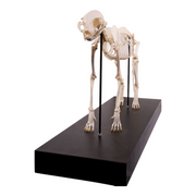 Real Domestic Cat Skeleton by Skulls Unlimited