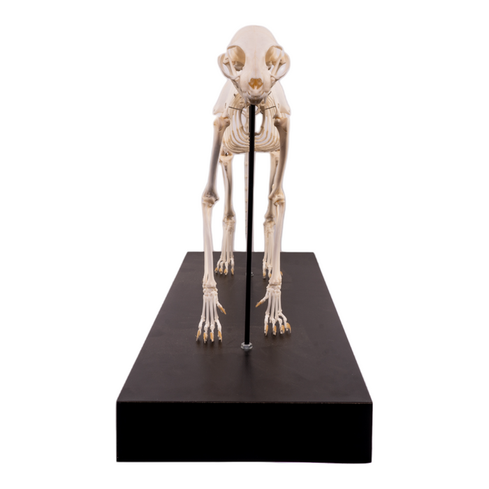 Real Domestic Cat Skeleton by Skulls Unlimited