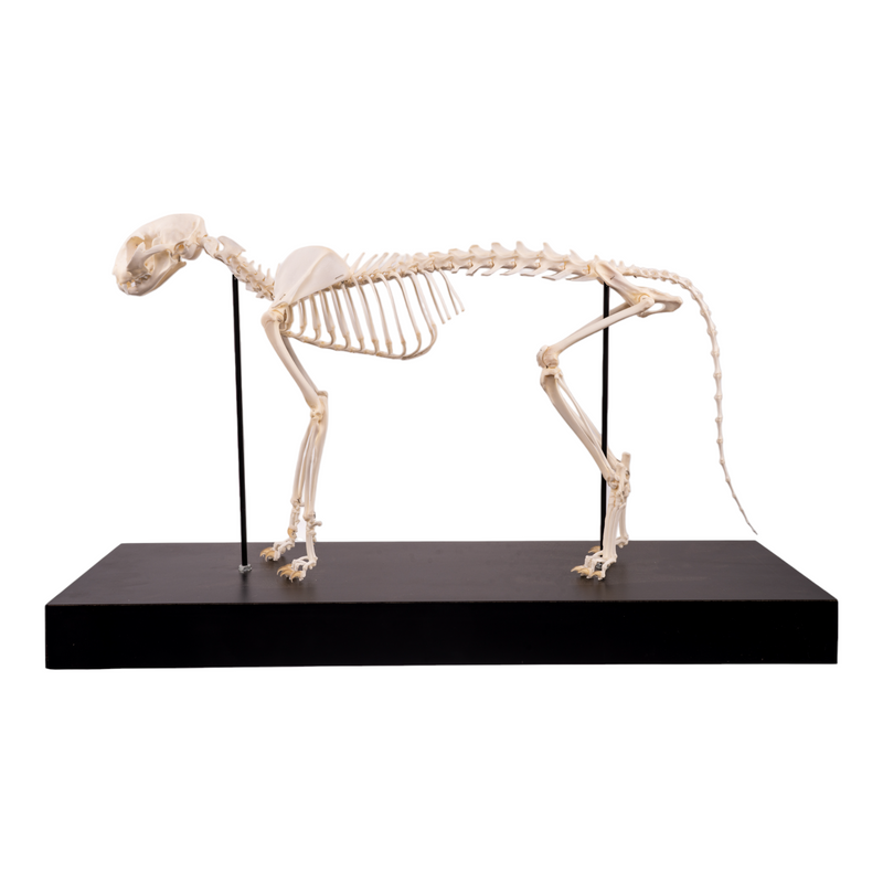 Real Domestic Cat Skeleton by Skulls Unlimited