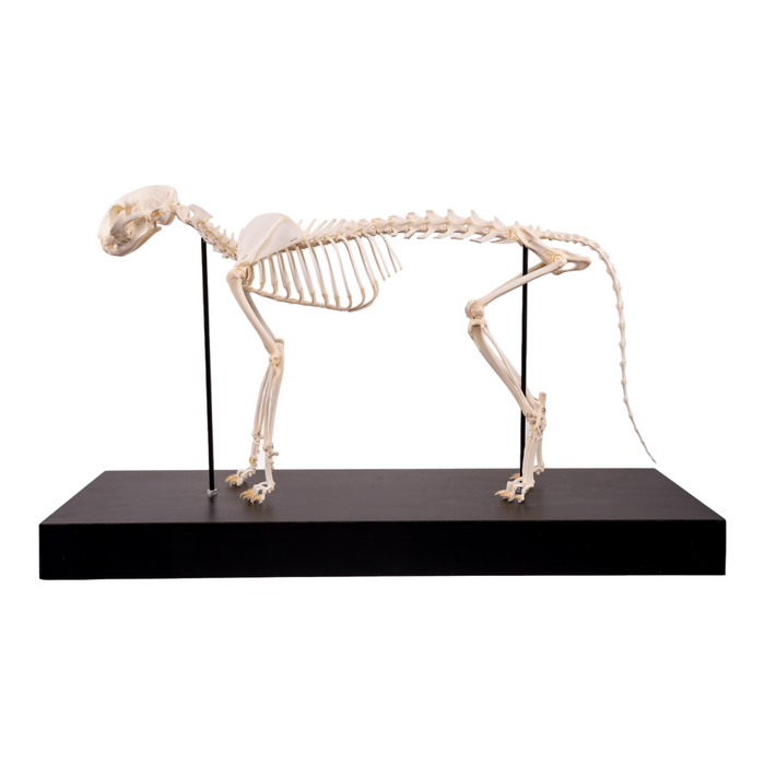 Real Domestic Cat Skeleton by Skulls Unlimited