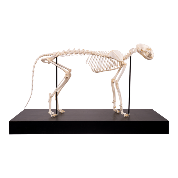 Real Domestic Cat Skeleton by Skulls Unlimited