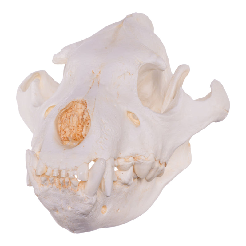 Replica Brown Hyena Skull