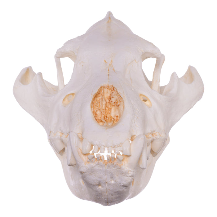 Replica Brown Hyena Skull