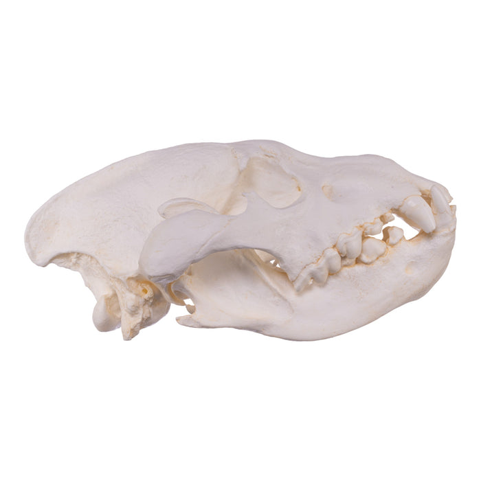 Replica Brown Hyena Skull