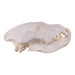 Replica Brown Hyena Skull
