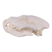 Replica Brown Hyena Skull