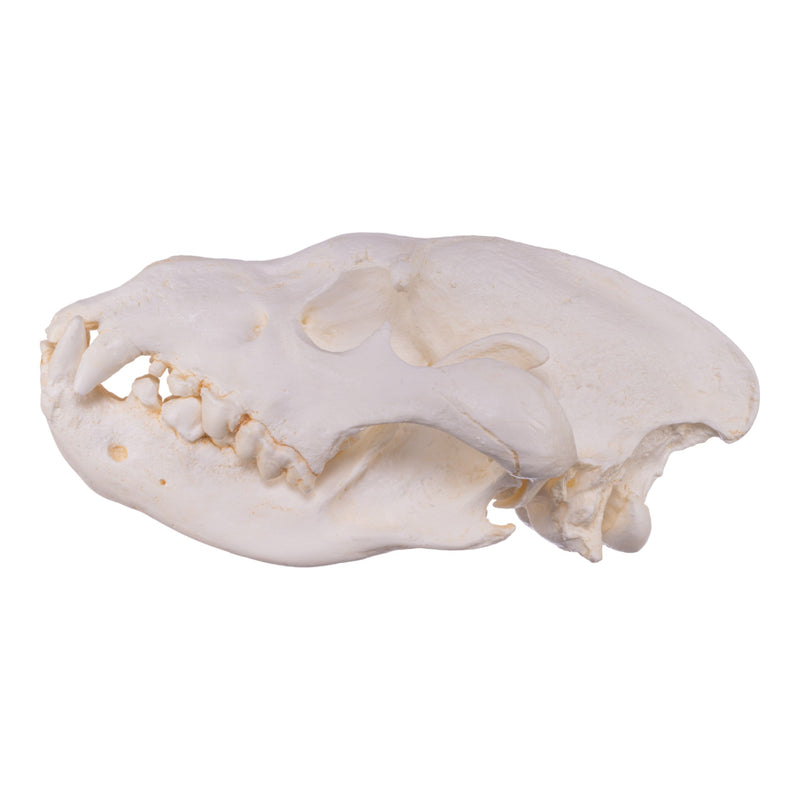 Replica Brown Hyena Skull