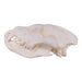 Replica Brown Hyena Skull