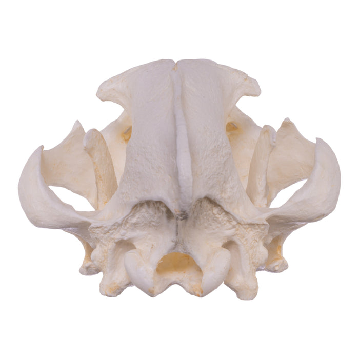 Replica Brown Hyena Skull