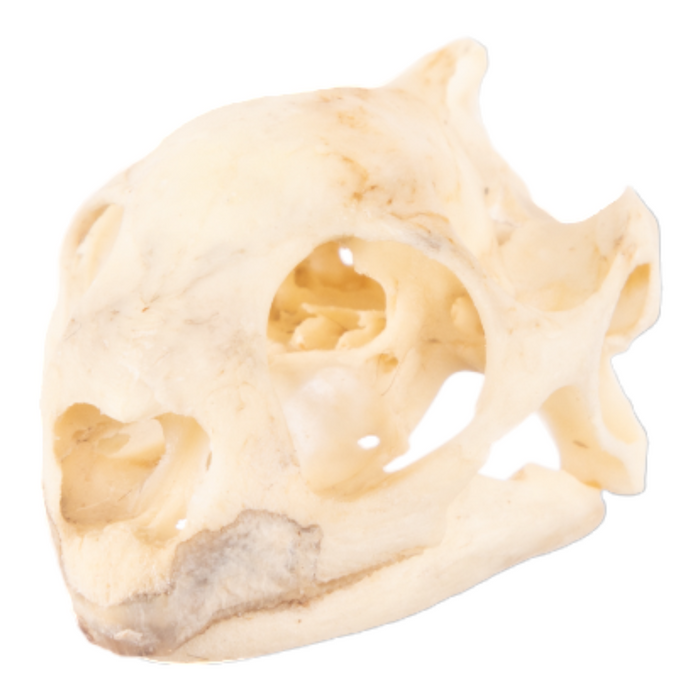 Real Red-footed Tortoise Skull and Shell