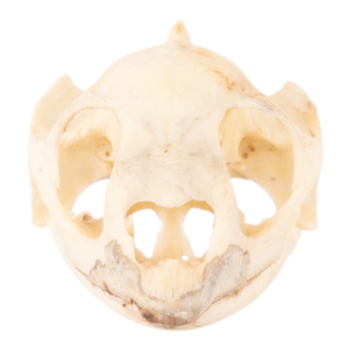 Real Red-footed Tortoise Skull and Shell