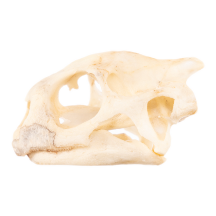 Real Red-footed Tortoise Skull and Shell