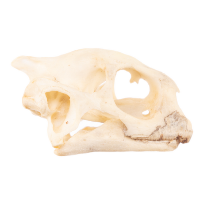 Real Red-footed Tortoise Skull and Shell