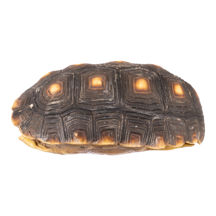 Real Red-footed Tortoise Skull and Shell