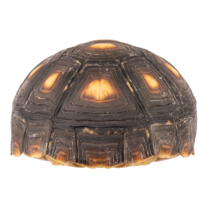 Real Red-footed Tortoise Skull and Shell