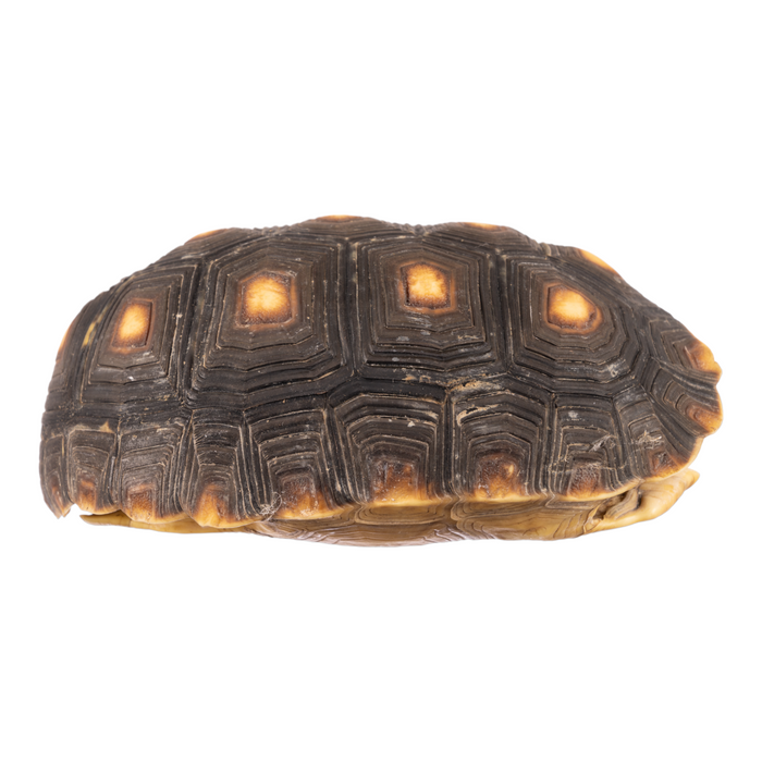 Real Red-footed Tortoise Skull and Shell