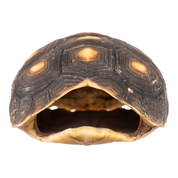Real Red-footed Tortoise Skull and Shell