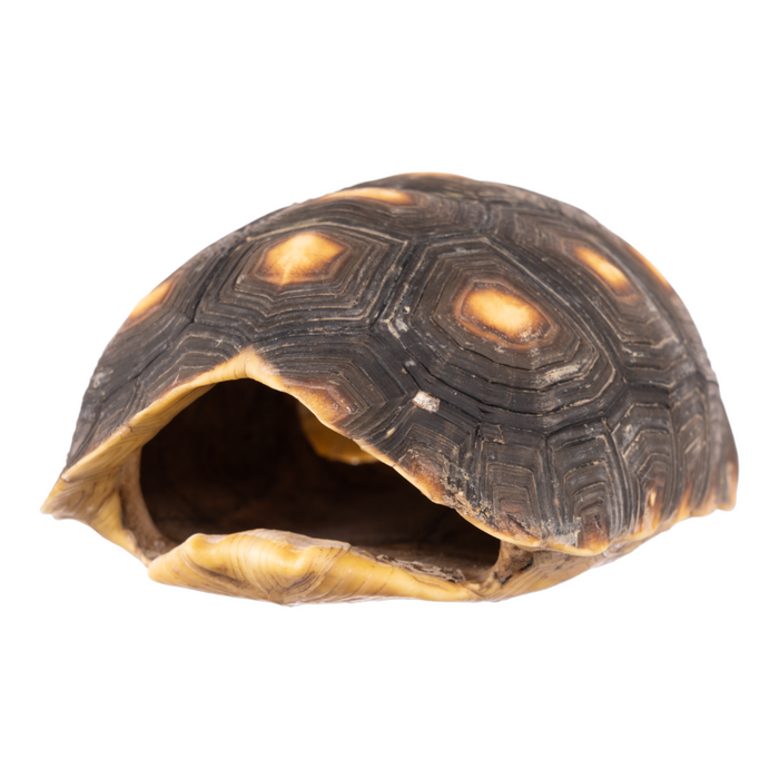 Real Red-footed Tortoise Skull and Shell
