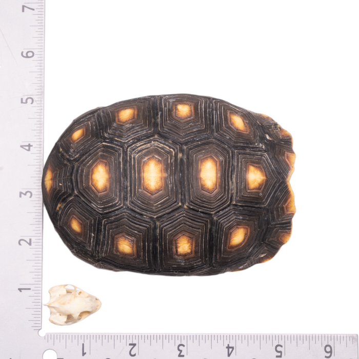 Real Red-footed Tortoise Skull and Shell